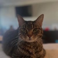 Mid Island Veterinary Practice ico