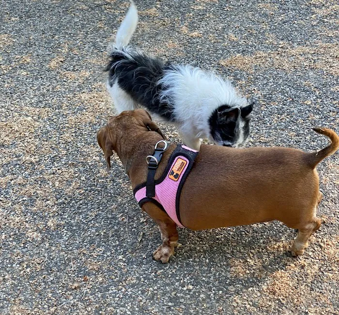 Animal Health Group on the Boulevard 3
