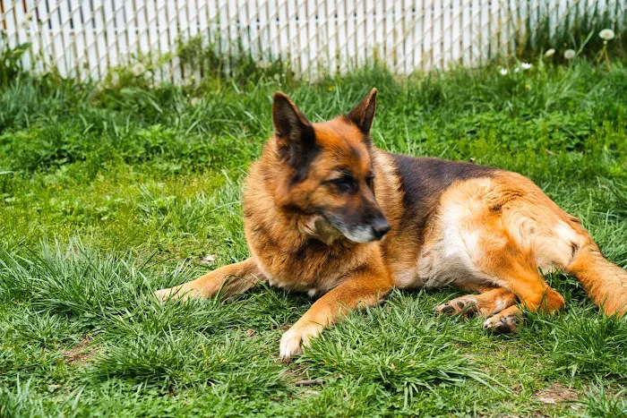 Animal Health Group on the Boulevard 7