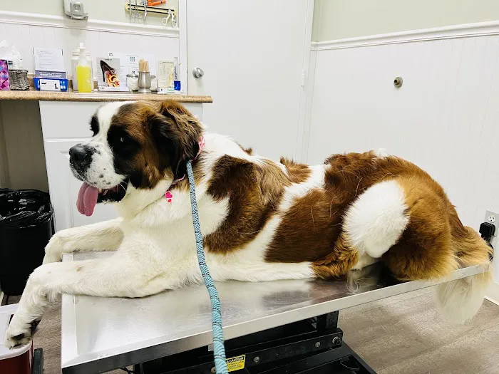 Animal Health Group on the Boulevard 4