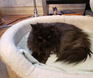 International House Pet Calls