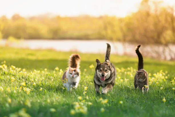 Country Doctor Veterinary Hospital 9