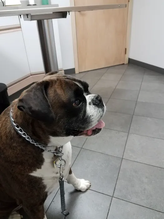 Forest Inn Veterinary Hospital 1
