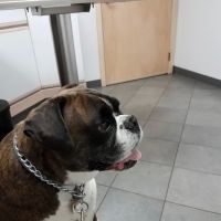 Forest Inn Veterinary Hospital ico