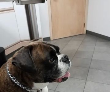 Forest Inn Veterinary Hospital
