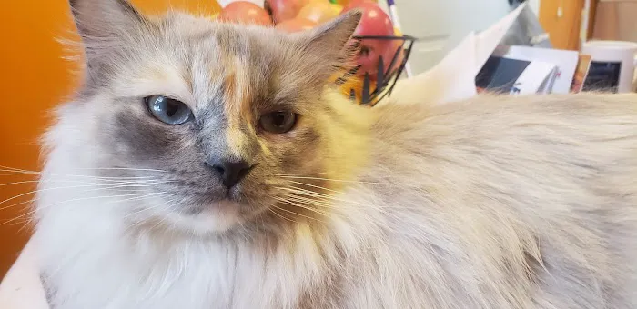 Mountain Valley Spay/Neuter and Vaccine Clinic 4