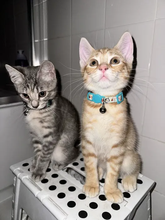 Mountain Valley Spay/Neuter and Vaccine Clinic 6