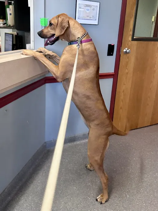 Lehighton Animal Hospital 2
