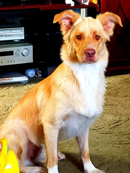 Lehighton Animal Hospital 4