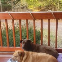 Lehighton Animal Hospital ico