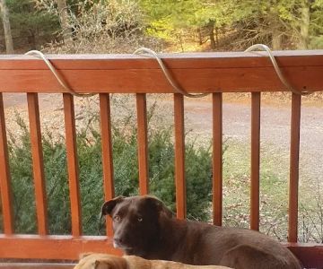 Lehighton Animal Hospital