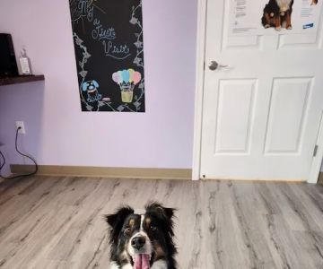 Community Vet Care