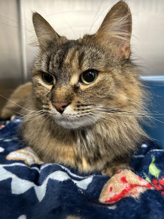 Community Vet Care 5