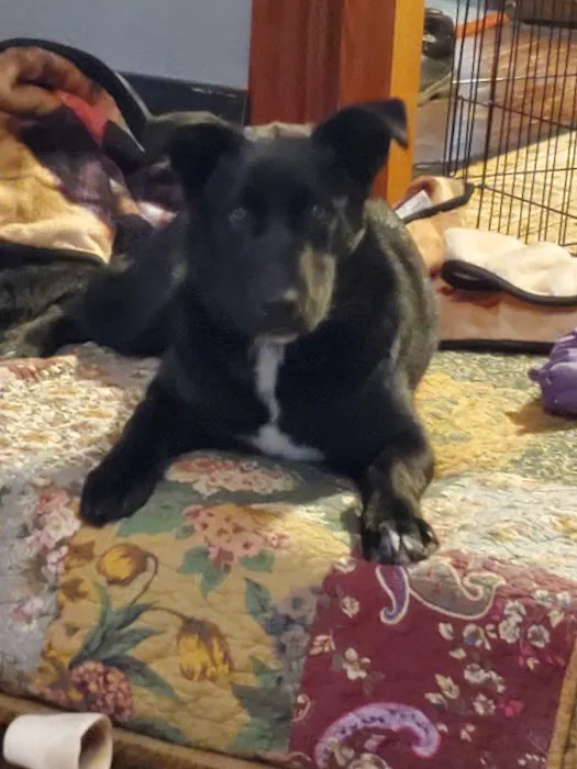 Kaskaskia Valley Animal Hospital 7