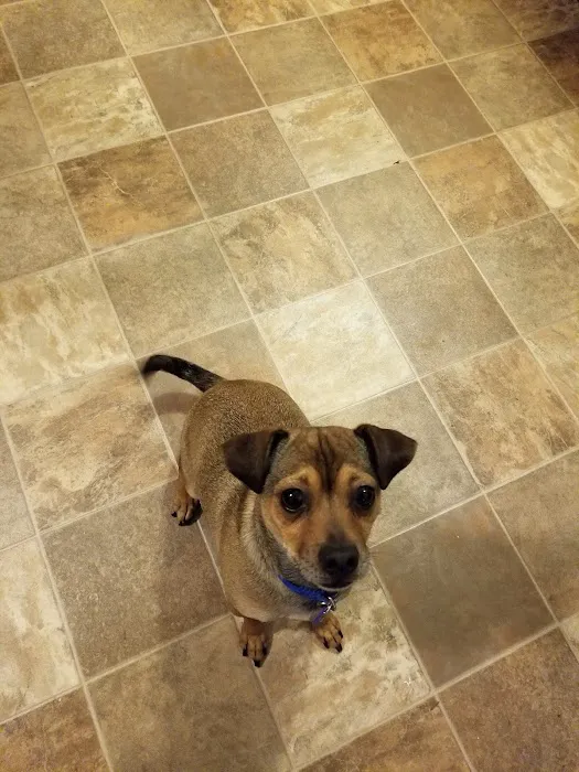 Kaskaskia Valley Animal Hospital 4