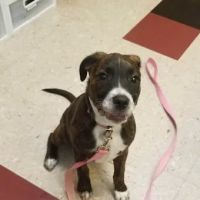 Okaw Veterinary Clinic ico
