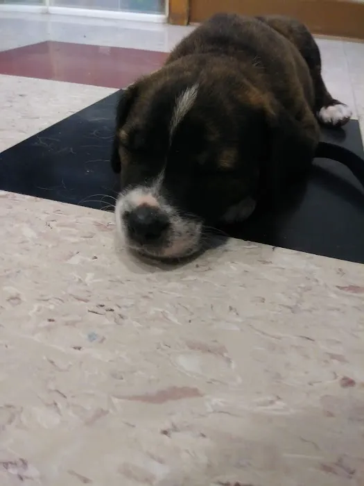 Okaw Veterinary Clinic 12