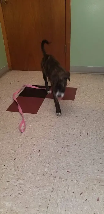 Okaw Veterinary Clinic 12