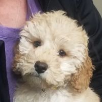 Graham Veterinary Clinic ico