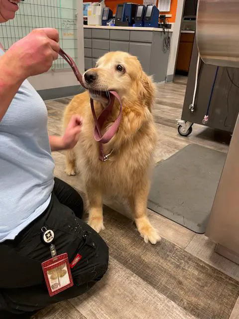VCA All Pet Emergency Center 10