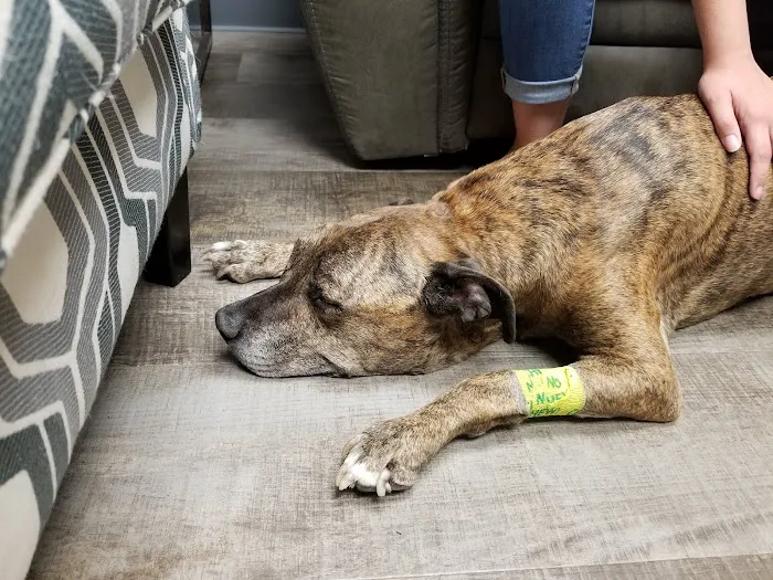 VCA All Pet Emergency Center 8