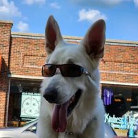 Champion Pet Vet ico