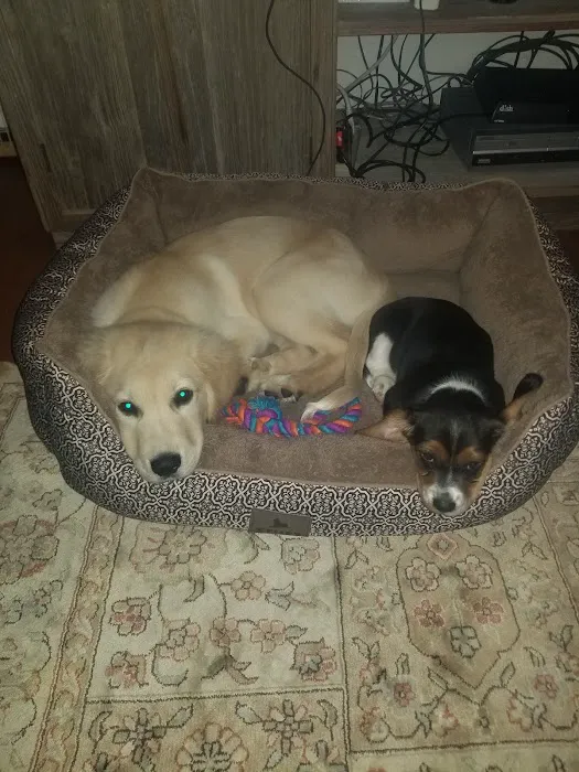 Bullitt County Veterinary Center 12