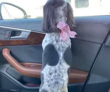 Bullitt County Veterinary Center