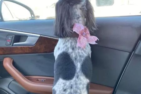 Bullitt County Veterinary Center