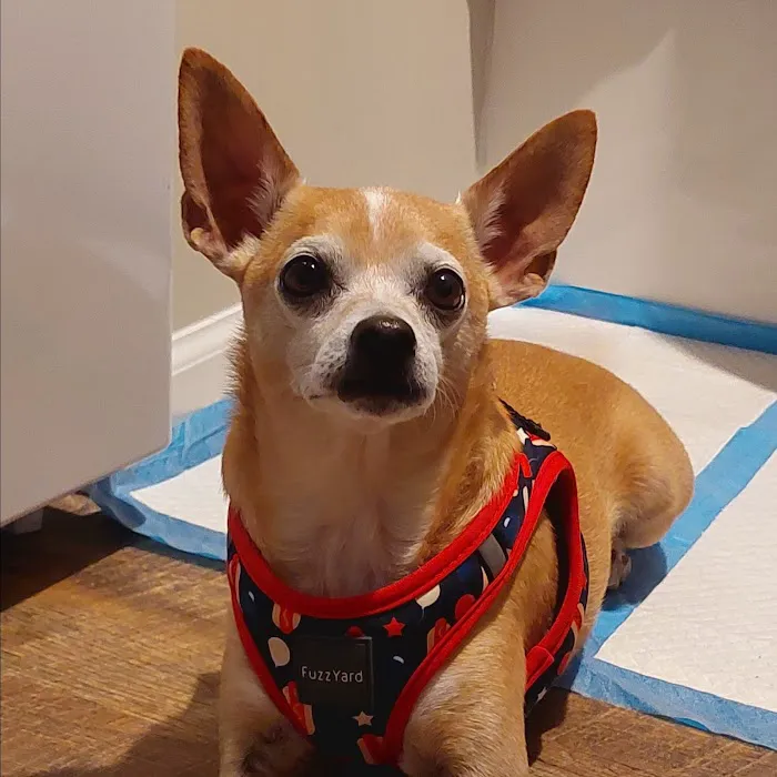 Johnsen Veterinary Services 9
