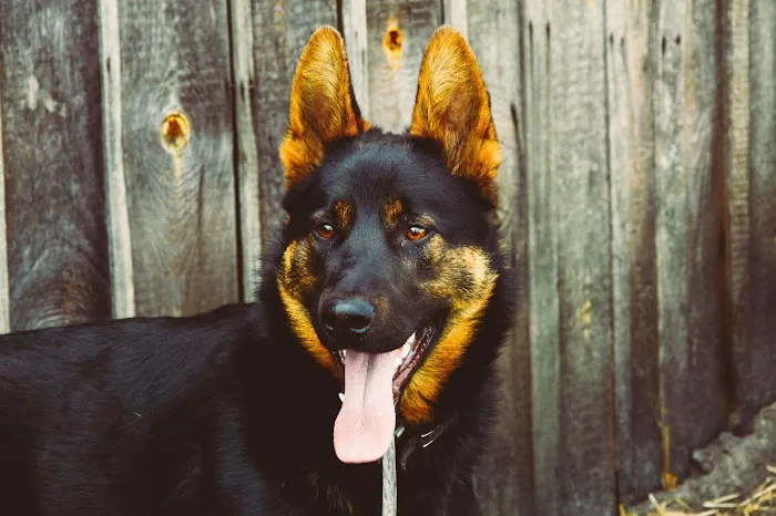Johnsen Veterinary Services 1