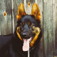 Johnsen Veterinary Services ico