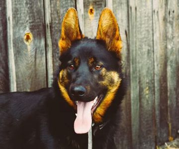Johnsen Veterinary Services