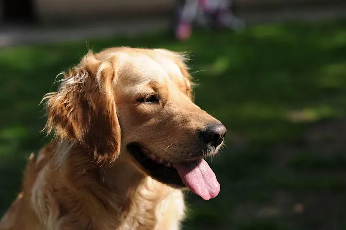 Johnsen Veterinary Services 5