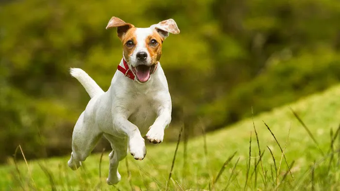 Johnsen Veterinary Services 6
