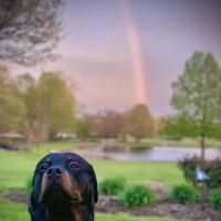 Frankfort Veterinary Clinic ico