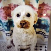 Animal Medical Center ico