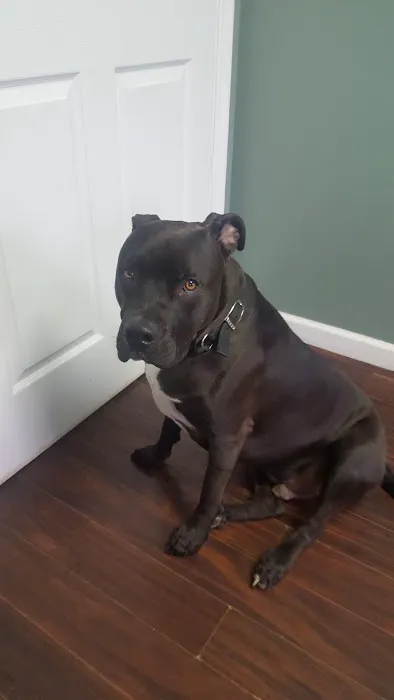 Cornerstone Animal Care 2