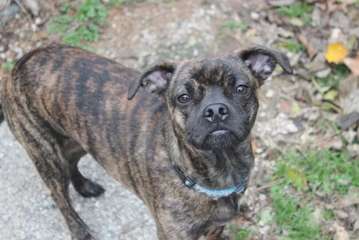 Cornerstone Animal Care 10