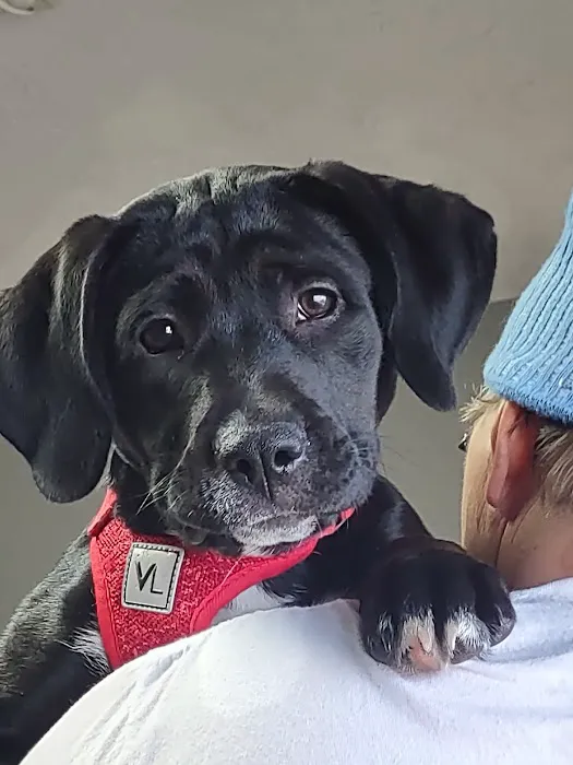 Cornerstone Animal Care 4