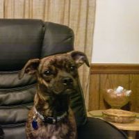 Cornerstone Animal Care ico