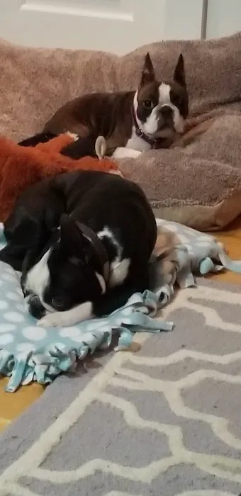 Cornerstone Animal Care 9