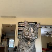 Critters Without Litters ico