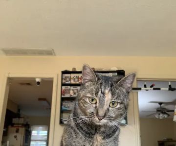 Critters Without Litters