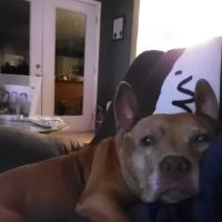 Phillips Jeffrey DVM ico