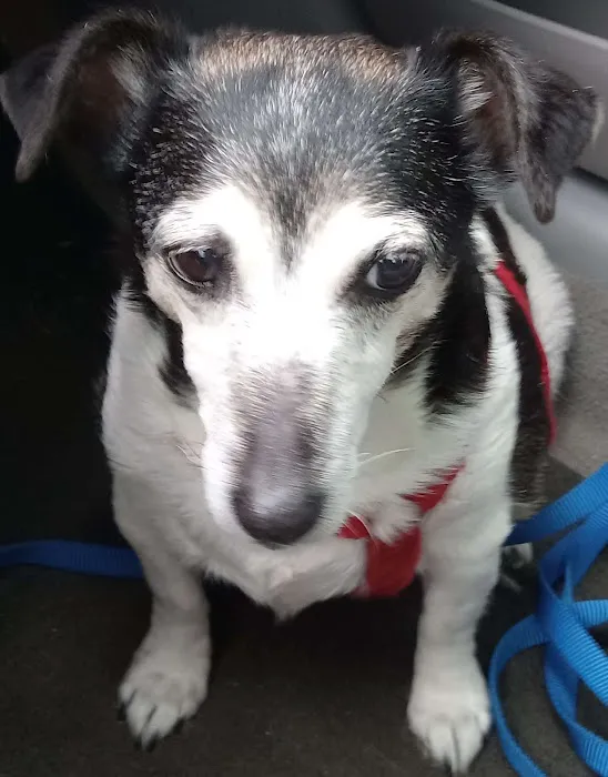 Anderson Animal Hospital 4