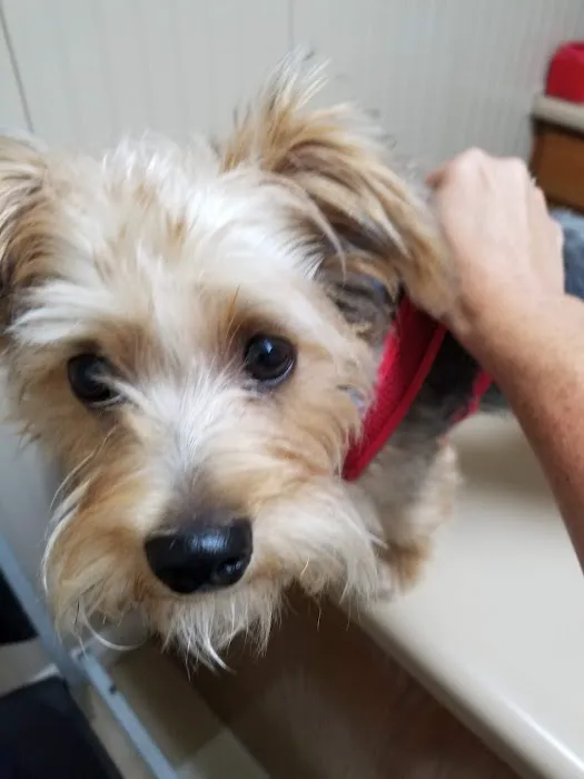 Anderson Animal Hospital 6