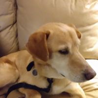 Buffalo Trace Veterinary Services ico