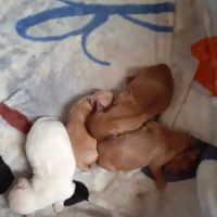 Crossroads Veterinary Clinic, LLC ico