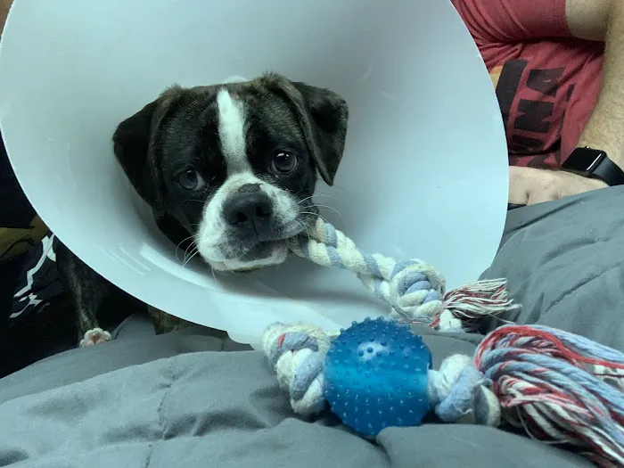 Jefferson Animal Hospitals 1